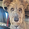 animal, brown_eyes, canine, car_interior, close_up, collar, curious, cute, dog, friendly, fur, indoor, leather_seat, looking_at_camera, mammal, pet, portrait, scruffy, seat, seatbelt