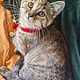 Zoï a rejoint le concours — aidez-le/la à gagner de superbes lots ! cat, kitten, tabby, collar, red_collar, pet, animal, feline, whiskers, fur, eyes, sitting, indoor, fabric, orange, green, curious, cute, young, closeup