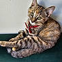 kitten, cat, tabby, collar, bell, green_eyes, fur, pet, cute, animal, domestic_cat, whiskers, ears, tail, sitting, relaxed, indoor, wall, surface, looking