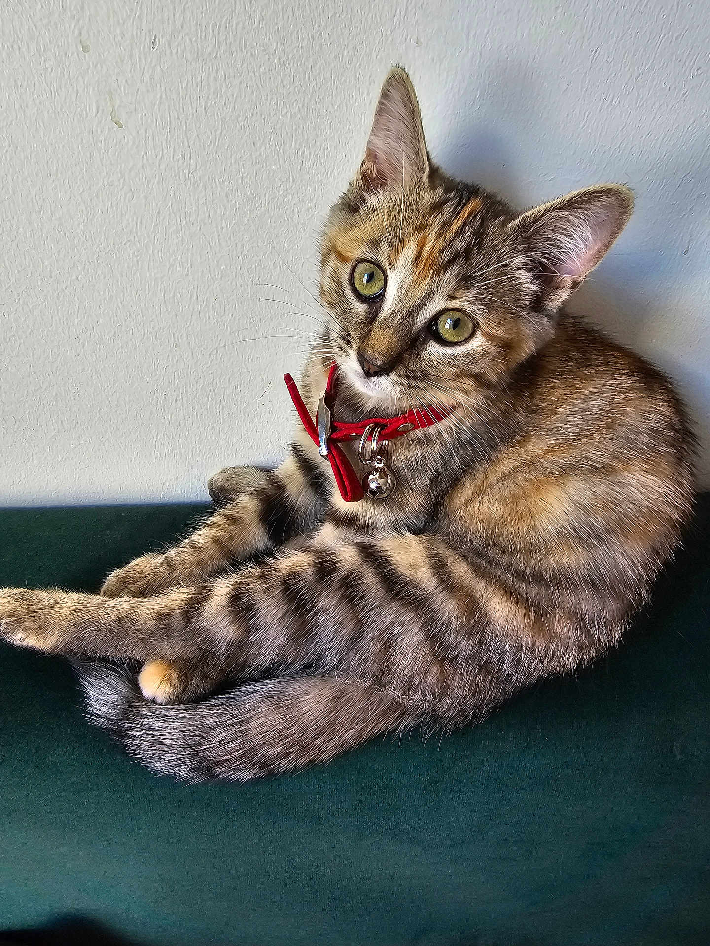 Zoï participe au concours pour gagner de l'argent avec cette photo : kitten, cat, tabby, collar, bell, green_eyes, fur, pet, cute, animal, domestic_cat, whiskers, ears, tail, sitting, relaxed, indoor, wall, surface, looking