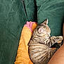 blanket, cat, cozy, cushion, fur, furniture, green_cushion, human_leg, indoor, kitten, orange_blanket, paw, pet, pink_blanket, relaxing, resting, sleeping, sofa, striped, tabby