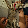 animal, casual, cat, collar, comfort, cozy, furry, gentle_touch, hand, human_arm, indoor, lap, person, pet, red_collar, relaxing, resting, striped, tabby_cat, warm_lighting