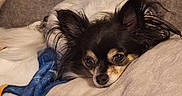 Nora a rejoint le concours — aidez-le/la à gagner de superbes lots ! animal, blanket, chihuahua, comfort, companion, couch, cozy, cute, dog, ears, fur, home, indoor, lying_down, nap, pet, relaxed, resting, small_dog, soft_texture