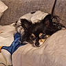 animal, blanket, chihuahua, comfort, companion, couch, cozy, cute, dog, ears, fur, home, indoor, lying_down, nap, pet, relaxed, resting, small_dog, soft_texture