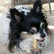 Nora participe au concours pour gagner de l'argent avec cette photo : dog, chihuahua, bone, chewing, long_hair, black_and_white, pet, outdoor, ground, wicker_chair, sunlight, closeup, animal, cute, small_dog, fur, ears, nose, eyes, paw