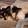 Nora participe au concours pour gagner de l'argent avec cette photo : animal, black_and_white, blanket, canine, close_up, companion, couch, cozy, cute, dog, fur, home, indoors, long_hair, pet, relaxed, resting, sleepy, small_dog, soft_texture