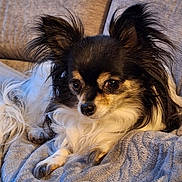 Nora participe au concours pour gagner de l'argent avec cette photo : animal, black_and_white, blanket, canine, chihuahua, companion, couch, cozy, cute, dog, ears, fur, home, indoors, long_hair, pet, portrait, relaxed, resting, small_dog