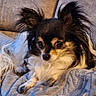 animal, black_and_white, blanket, canine, chihuahua, companion, couch, cozy, cute, dog, ears, fur, home, indoors, long_hair, pet, portrait, relaxed, resting, small_dog
