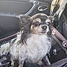 Nora participe au concours pour gagner de l'argent avec cette photo : dog, chihuahua, pet_carrier, car_interior, seatbelt, window, sunlight, paw_print, fur, small_dog, animal, companion, leash, travel, car_seat, pet, cute, alert, sitting, indoors