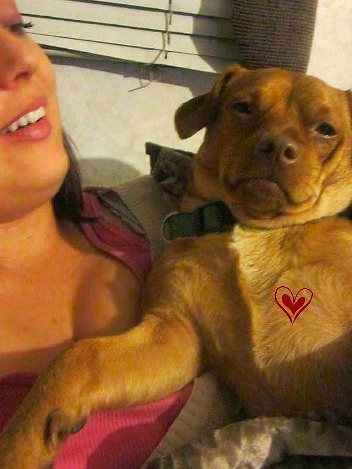 Gordy joined the competition — help win amazing prizes! american_pit_bull_terrier, boxer, bullmastiff, canidae, carnivore, companion_dog, dog, dog_breed, dogue_de_bordeaux, fawn, guard_dog, mammal, nose, pit_bull, puggle, puppy, puppy_love, selfie, snout, vertebrate