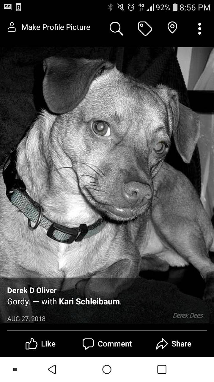 Gordy is registered to the contest to win money with this photo: american_pit_bull_terrier, canidae, carnivore, dog, dog_breed, fawn, photo_caption, photography, puppy, snout, sporting_group, weimaraner