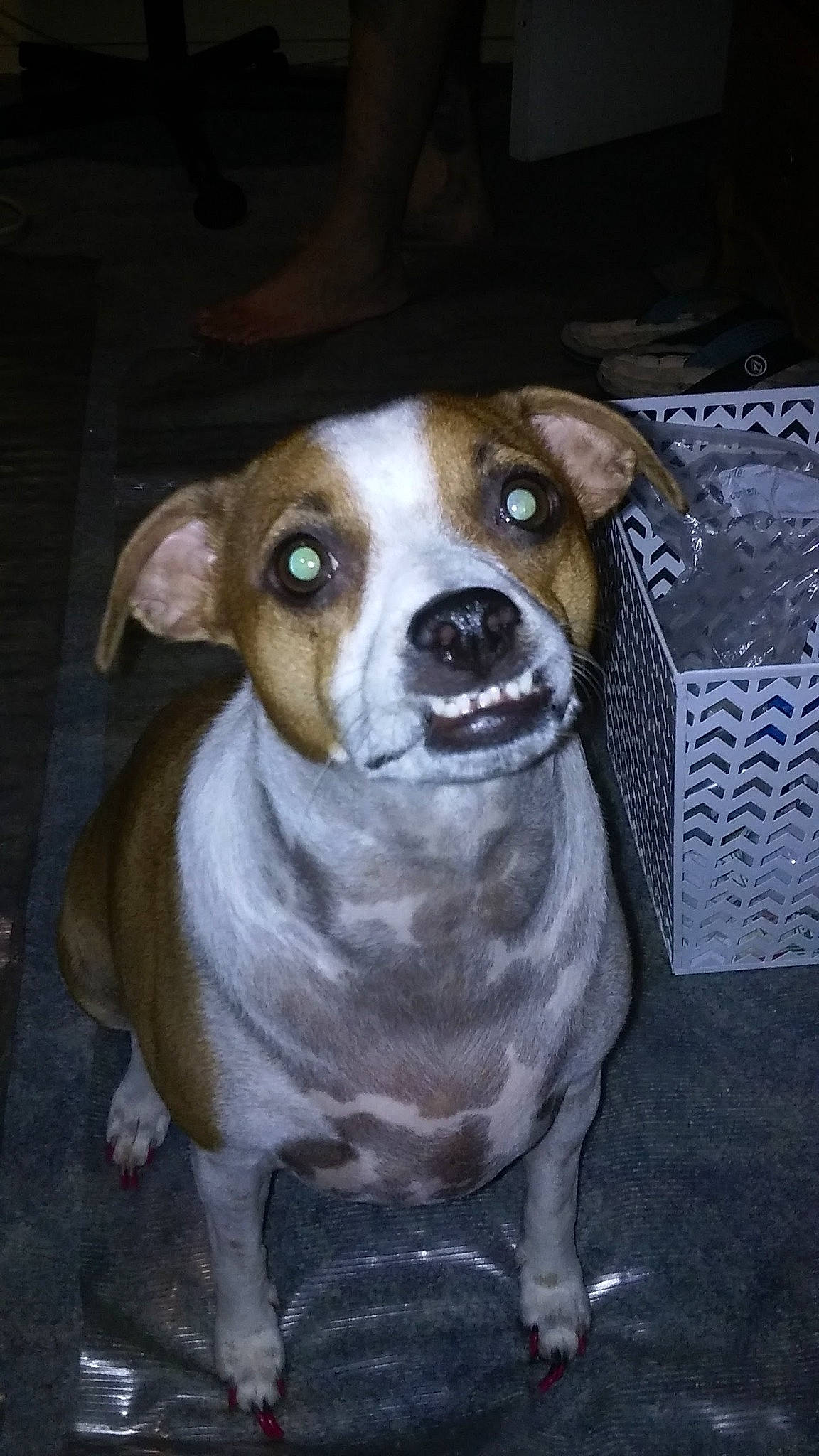 Stinky Monster is registered to the contest to win money with this photo: american_pit_bull_terrier, american_staffordshire_terrier, canidae, carnivore, companion_dog, dog, dog_breed, fawn, mammal, non_sporting_group, nose, pit_bull, rare_breed_dog, snout, sporting_group, staffordshire_bull_terrier, vertebrate, whiskers