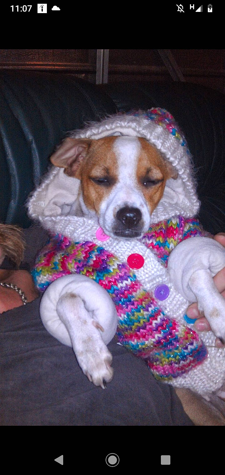 Stinky Monster joined the competition — help win amazing prizes! beagle, canidae, carnivore, companion_dog, danish_swedish_farmdog, dog, dog_breed, harrier, jack_russell_terrier, mammal, parson_russell_terrier, puppy, puppy_love, rat_terrier, russell_terrier