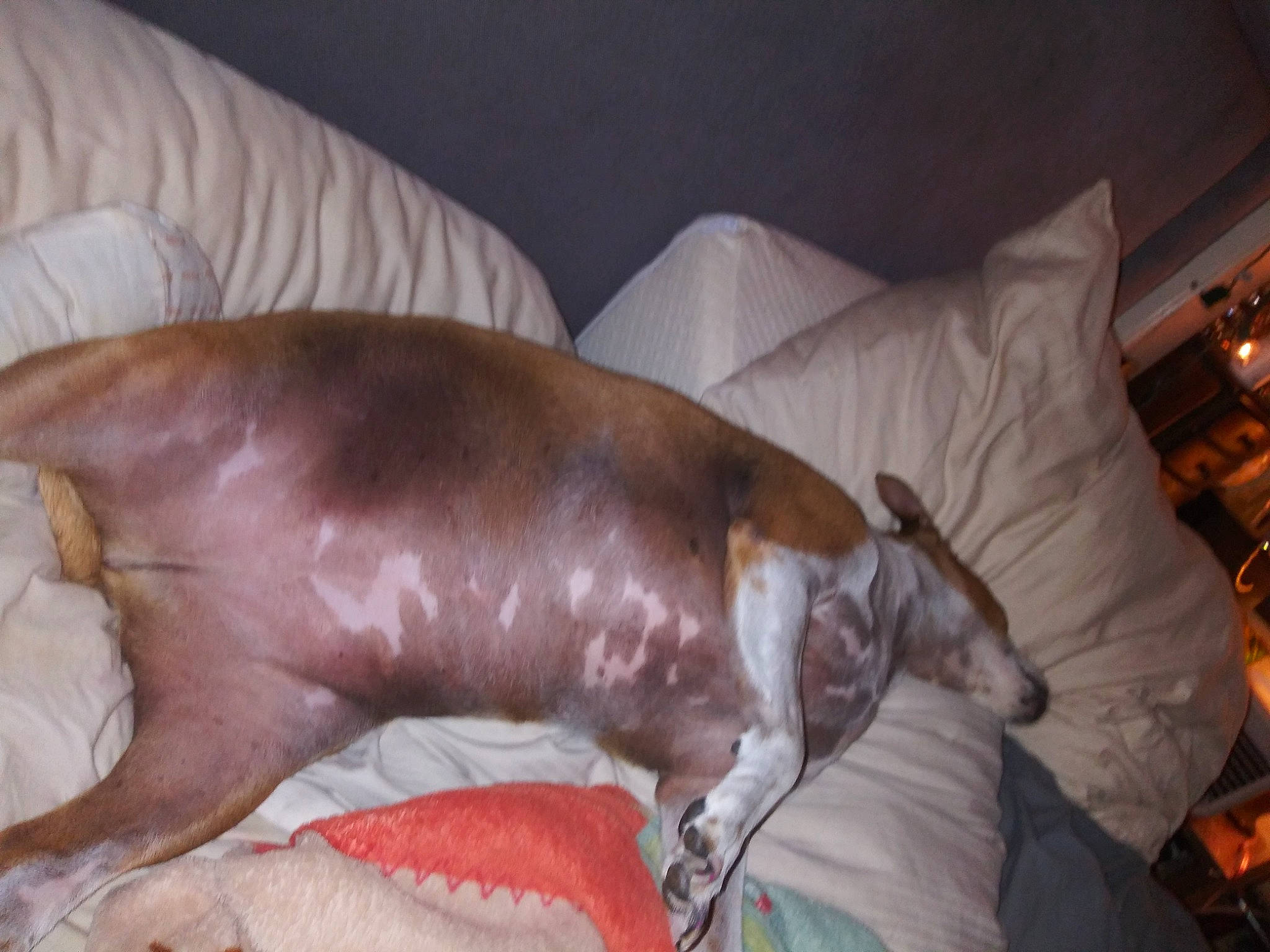 Stinky Monster joined the competition — help win amazing prizes! canidae, carnivore, companion_dog, dog, dog_breed, fawn, nap, non_sporting_group, sleep, sporting_group, weimaraner