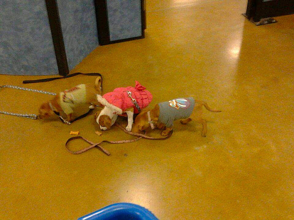 My Babies joined the competition — help win amazing prizes! canidae, carnivore, fawn, floor, flooring, sporting_group