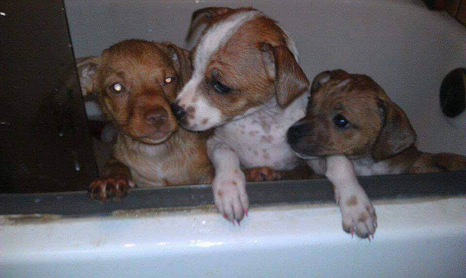 My Babies joined the competition — help win amazing prizes! canidae, carnivore, companion_dog, dog, dog_breed, fawn, irishjacks, mammal, pocket_beagle, puppy, sporting_group, vertebrate