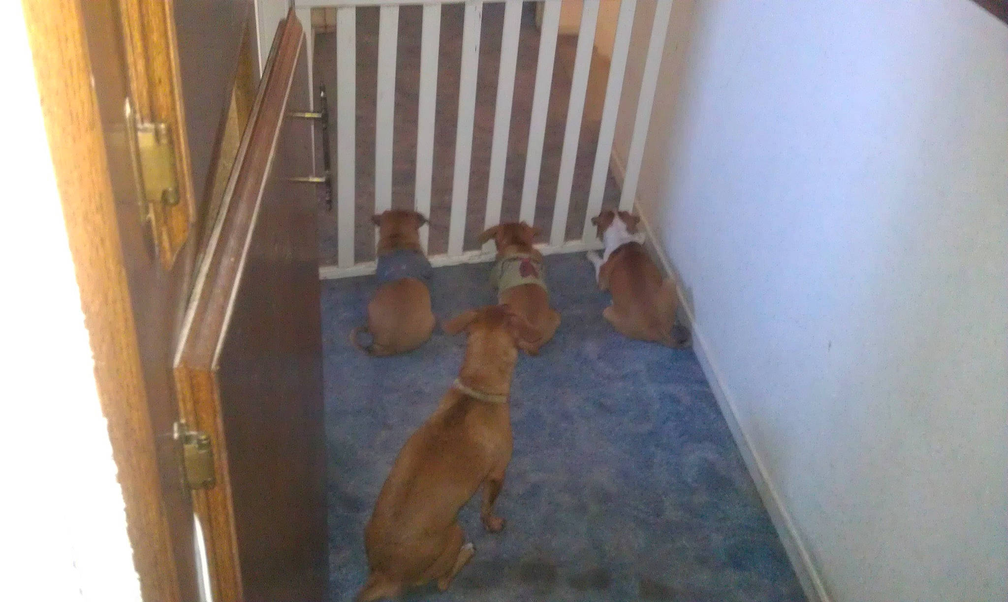 My Babies joined the competition — help win amazing prizes! canidae, dog_breed, fawn, floor, flooring, guard_dog, hardwood, house, product, room, sporting_group, stairs, tile, vizsla