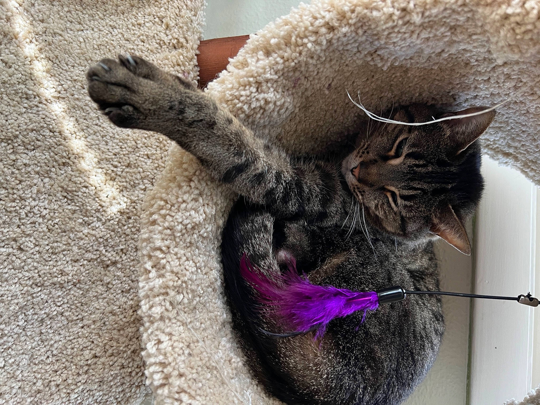 Gracie is registered to the contest to win money with this photo: asphalt, carnivore, cat, cat_supply, claw, concrete, domestic_short_haired_cat, felidae, foot, fur, grey, natural_material, paw, small_to_medium_sized_cats, snout, soil, tail, terrestrial_animal, whiskers, wool