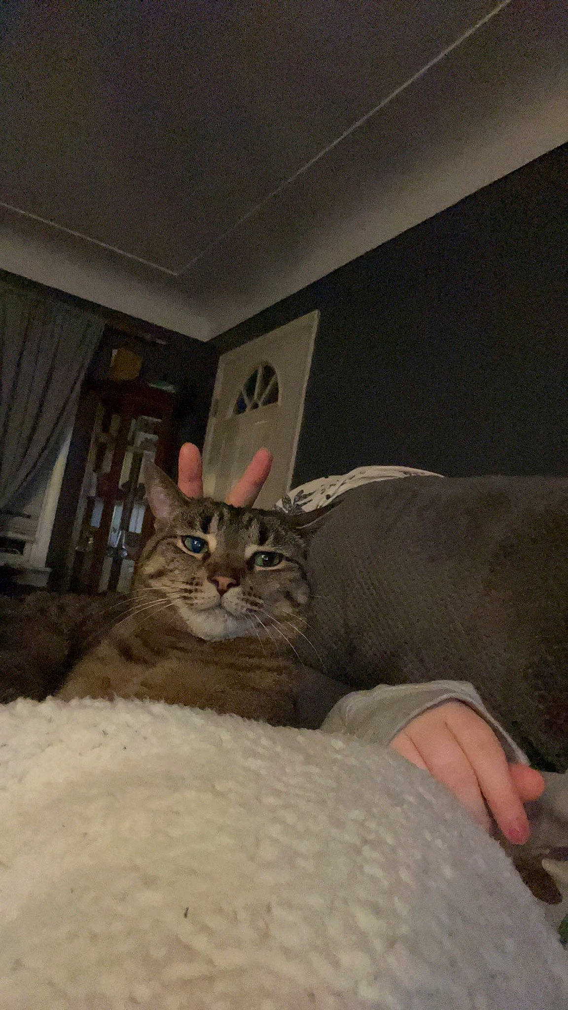 Gracie is registered to the contest to win money with this photo: bed, carnivore, cat, chair, comfort, curtain, domestic_short_haired_cat, door, fawn, felidae, flooring, fur, hardwood, human_leg, linens, picture_frame, small_to_medium_sized_cats, tail, whiskers, wood