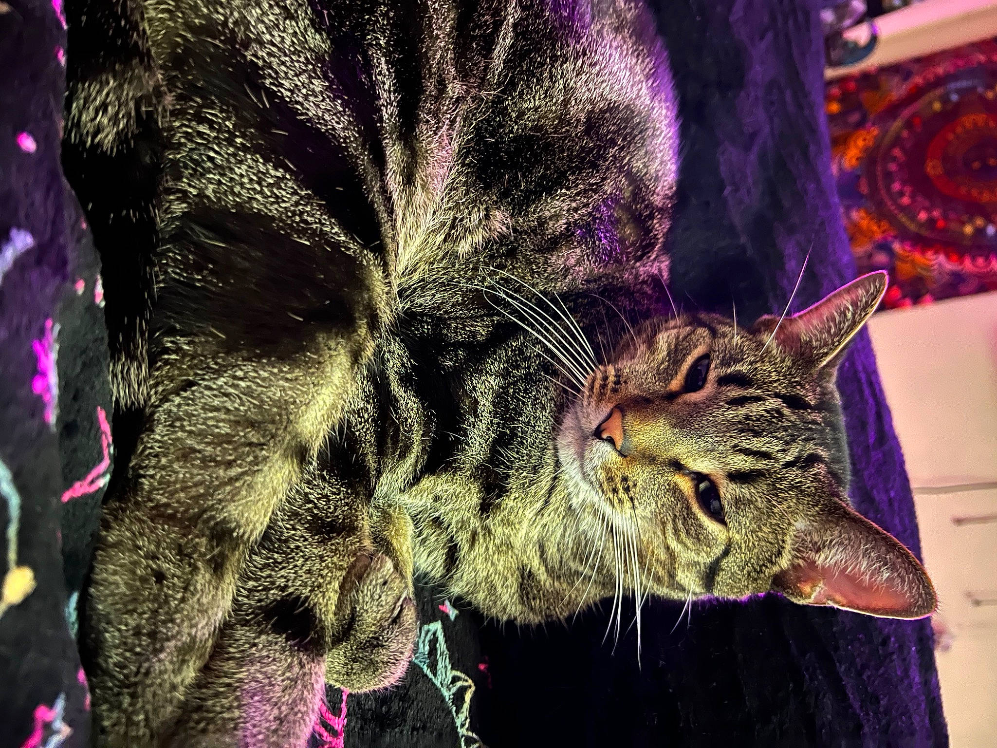 Gonzo is registered to the contest to win money with this photo: art, carnivore, cat, costume, event, fashion_accessory, feather, felidae, fictional_character, fur, hat, head, holiday, magenta, organism, purple, small_to_medium_sized_cats, snout, tradition, whiskers