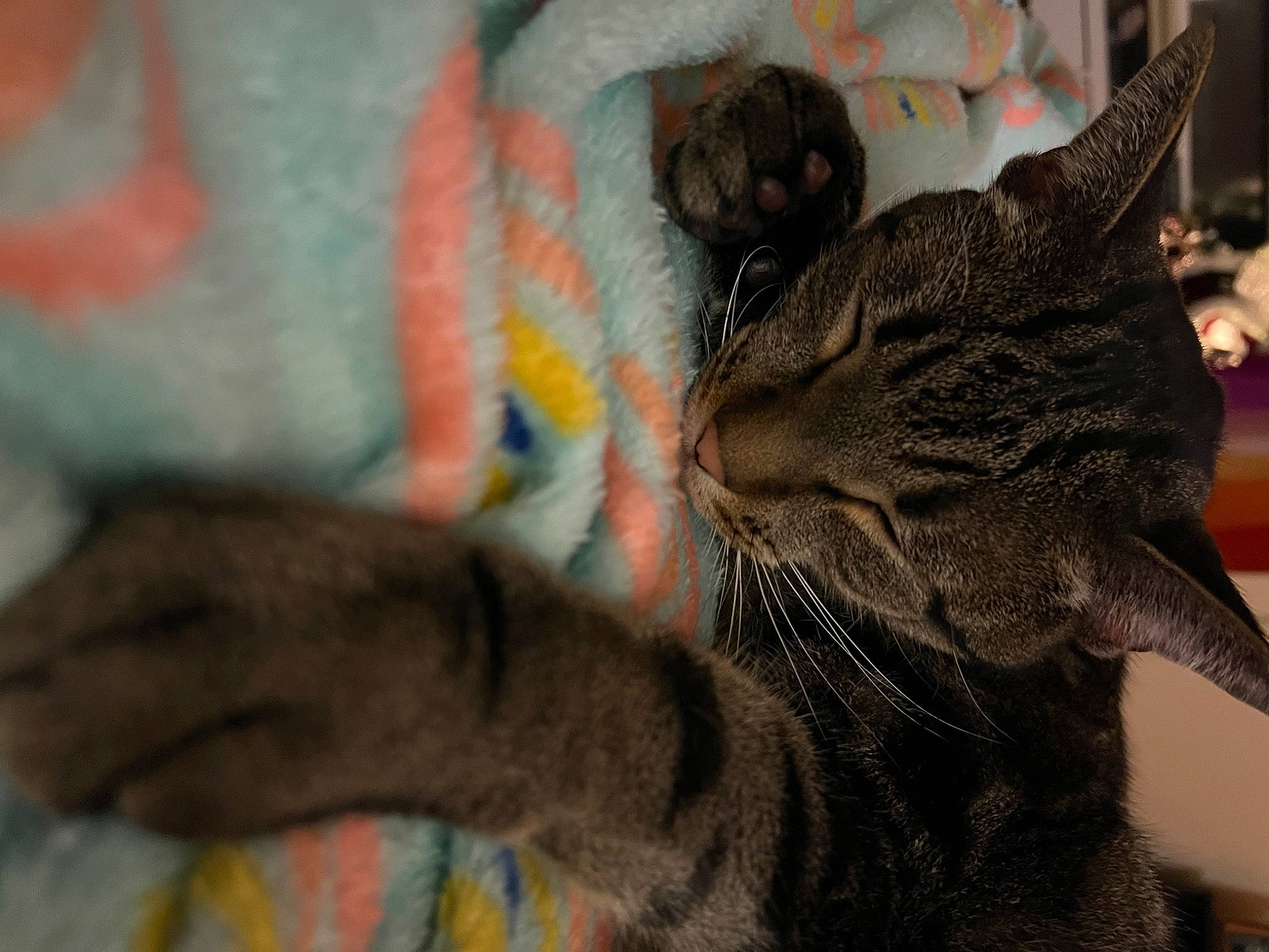 Gonzo is registered to the contest to win money with this photo: carnivore, cat, claw, comfort, domestic_short_haired_cat, ear, felidae, fur, gesture, paw, small_to_medium_sized_cats, snout, tail, whiskers