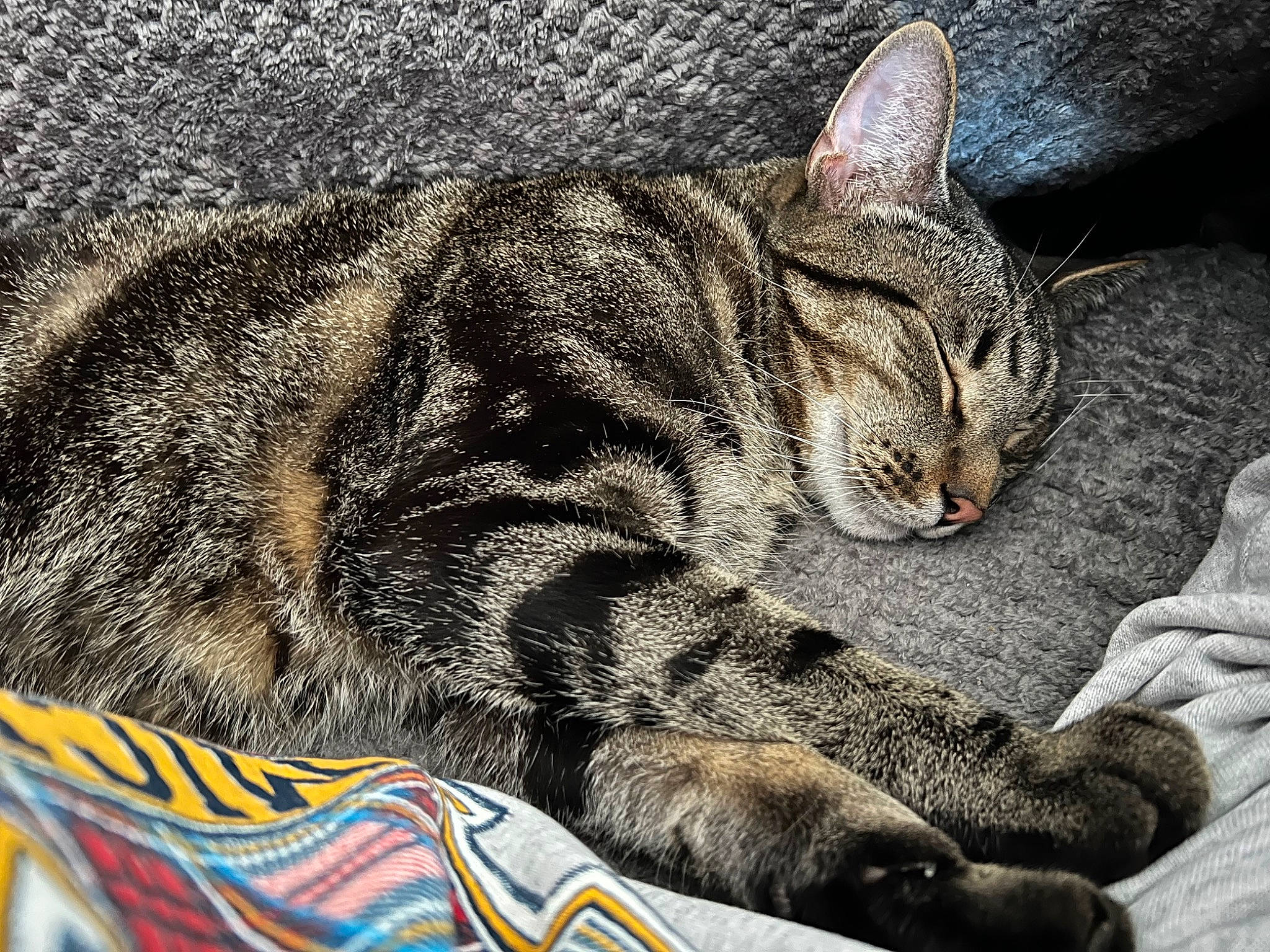 Gonzo is registered to the contest to win money with this photo: art, carnivore, cat, claw, comfort, domestic_short_haired_cat, felidae, foot, fur, grass, mammal, nap, paw, sleep, small_to_medium_sized_cats, snout, tail, terrestrial_animal, whiskers, wildlife