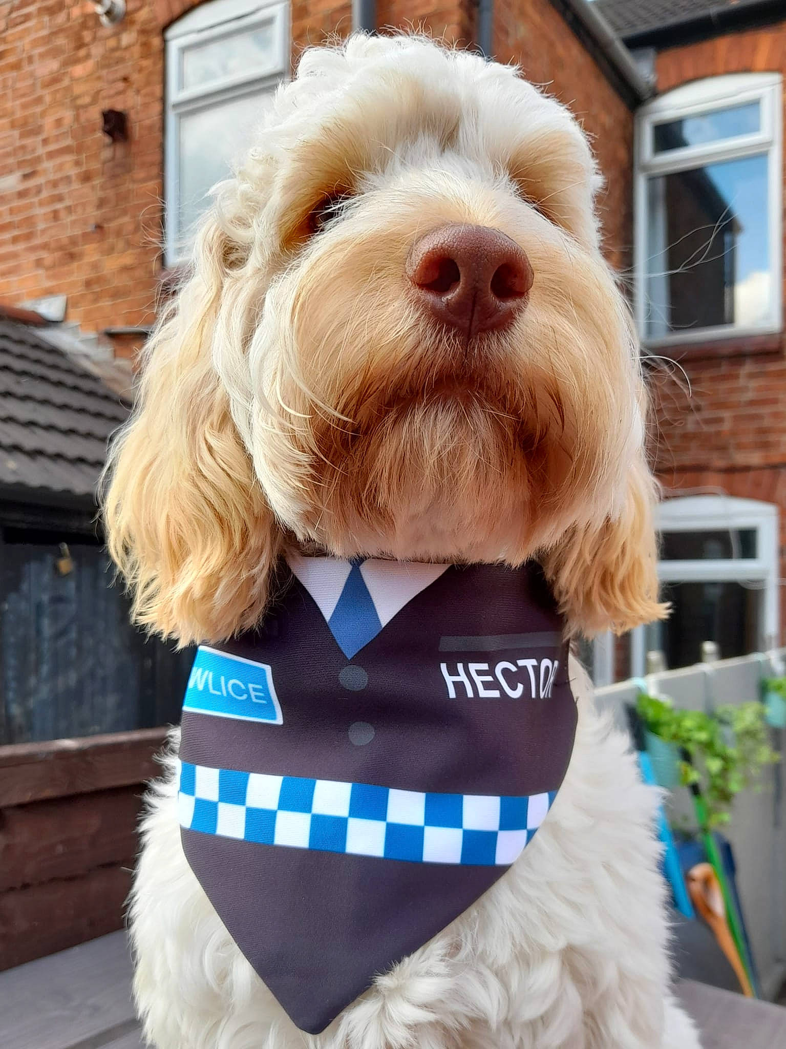 Hector joined the competition — help win amazing prizes! brick, brickwork, canidae, carnivore, collar, companion_dog, dog, dog_breed, dog_clothes, dog_collar, dog_supply, electric_blue, fur, liver, pet_supply, snout, sporting_group, toy_dog, window, working_animal