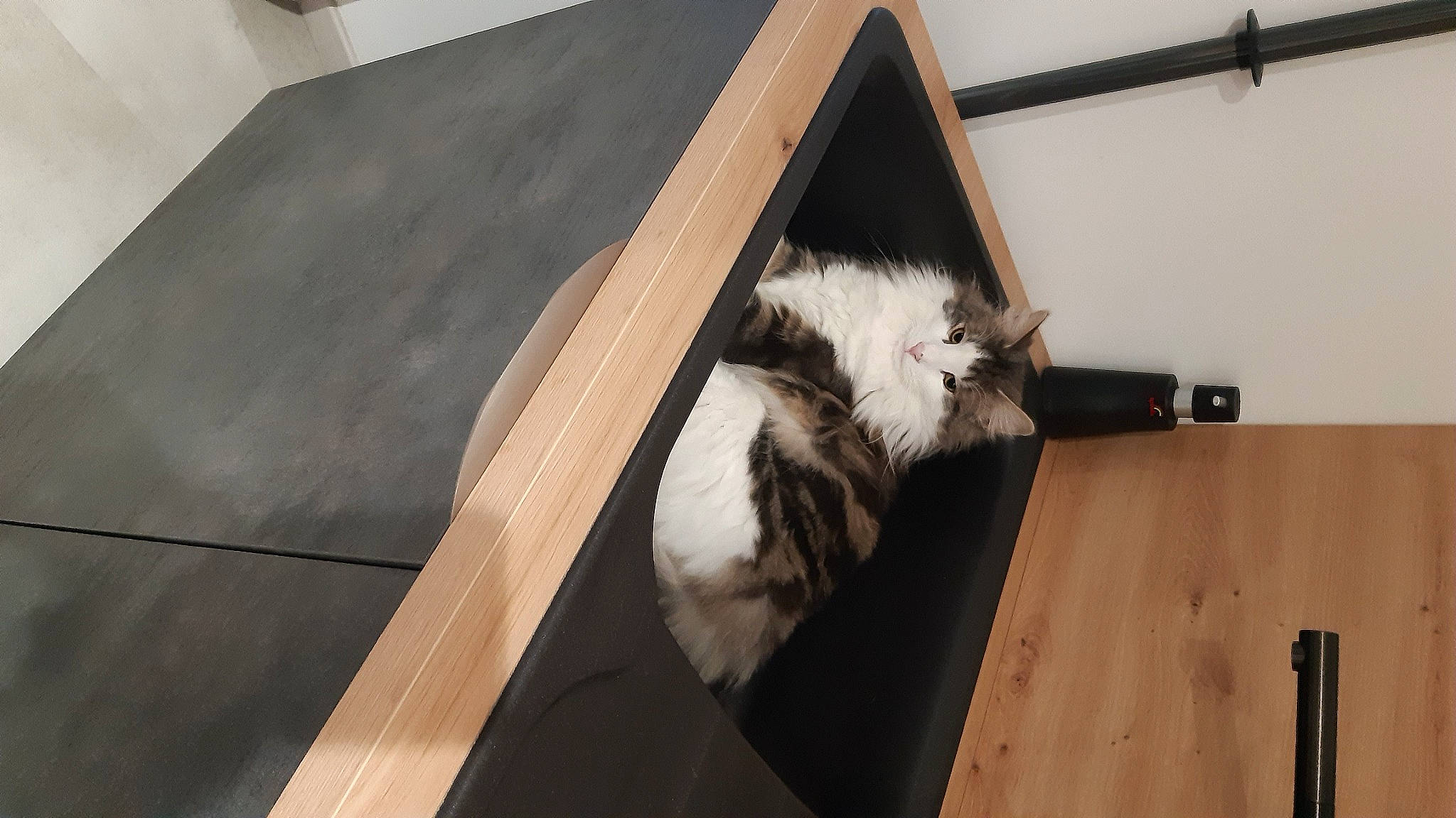 Tiager participe au concours pour gagner de l'argent avec cette photo : canidae, cardboard, carnivore, cat, domestic_short_haired_cat, felidae, flooring, fur, hardwood, plywood, room, small_to_medium_sized_cats, sporting_group, stairs, tail, tile_flooring, whiskers, wood