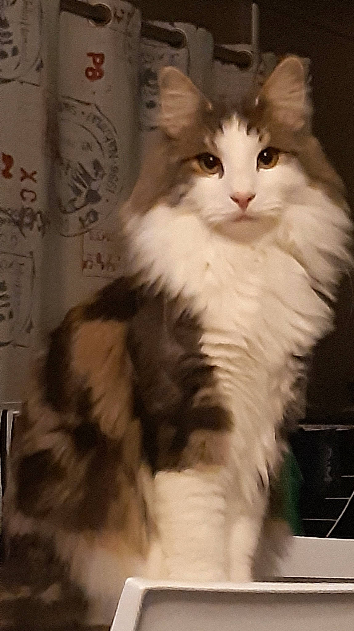 Tiager participe au concours pour gagner de l'argent avec cette photo : british_longhair, carnivore, cat, felidae, fur, paw, small_to_medium_sized_cats, snout, tail, terrestrial_animal, whiskers