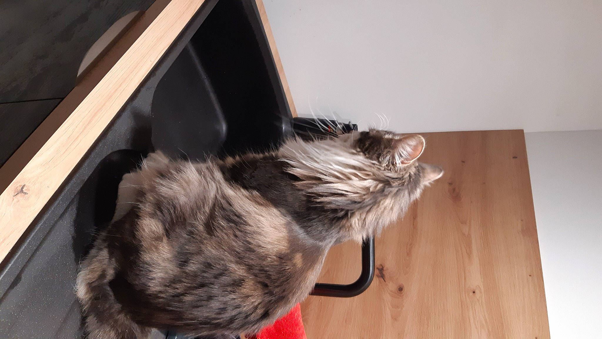 Tiager participe au concours pour gagner de l'argent avec cette photo : canidae, carnivore, cat, claw, comfort, dog_breed, domestic_short_haired_cat, felidae, flooring, fur, hardwood, small_to_medium_sized_cats, snout, sporting_group, tail, varnish, whiskers, wood, wood_flooring, wood_stain