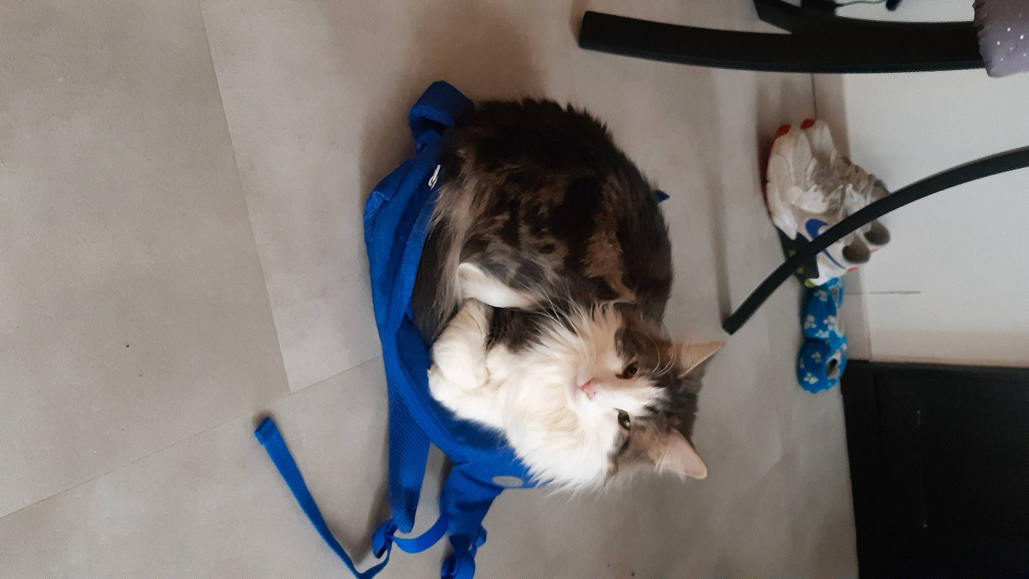 Tiager participe au concours pour gagner de l'argent avec cette photo : canidae, carnivore, cat, companion_dog, dog_breed, domestic_short_haired_cat, electric_blue, felidae, fur, small_to_medium_sized_cats, sporting_group, tail, whiskers