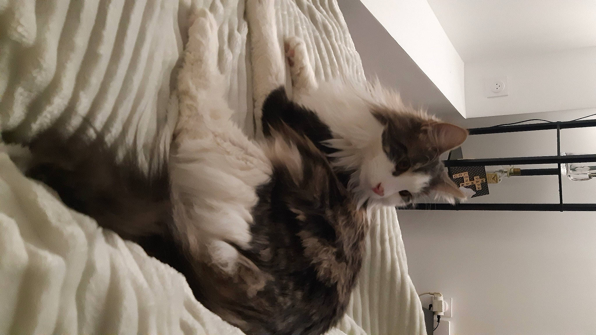 Tiager a rejoint le concours — aidez-le/la à gagner de superbes lots ! bed, carnivore, cat, claw, comfort, feather, felidae, fur, linens, mammal, paw, ragdoll, room, small_to_medium_sized_cats, tail, whiskers, window