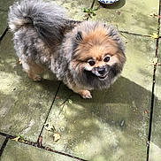 Bug is registered to the contest to win money with this photo: affenpinscher, animal, canine, chihuahua, chow, cockerspaniel, dog, eskimodog, flagstone, machine, papillon, path, pet, pug, puppy, sidewalk, slate, sphere, spoke, walkway