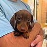 animal, arms, blurred_background, brown_dog, close_up, cute, dog, domestic_animal, friendly, holding, light_blue_shirt, outdoor, person, pet, portrait, puppy, small_dog, tenderness, trust, young_dog