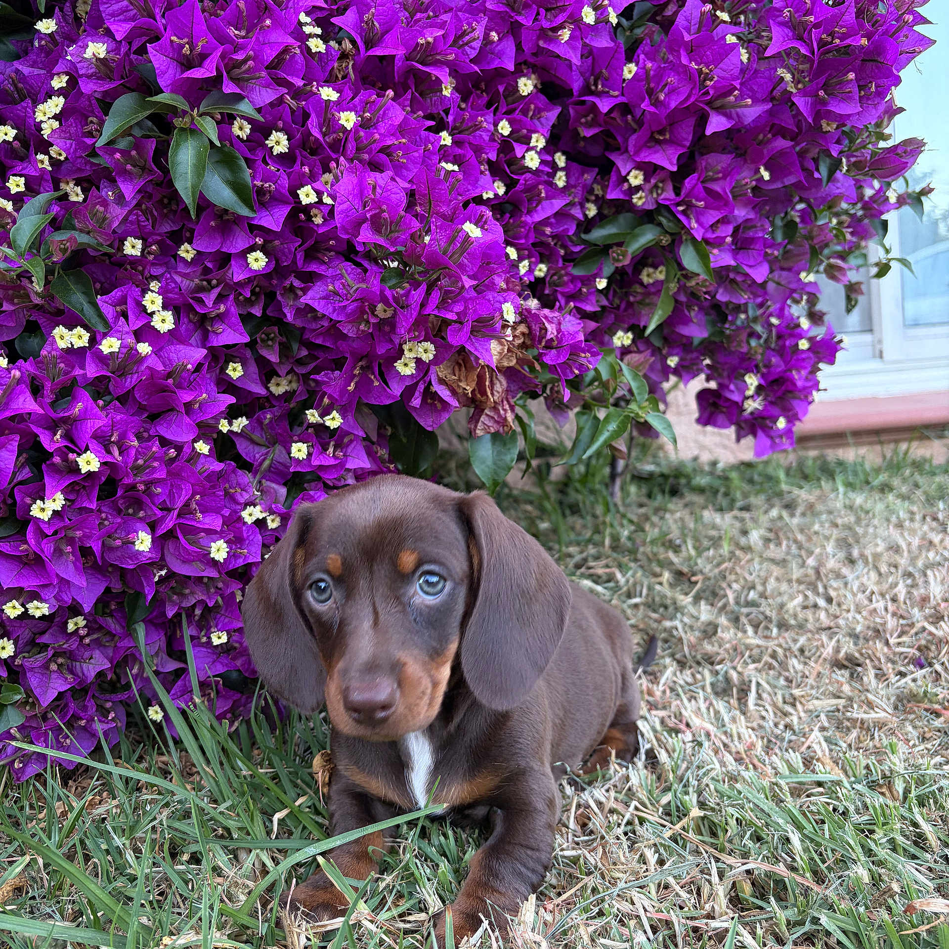 Baia a rejoint le concours — aidez-le/la à gagner de superbes lots ! puppy, dog, dachshund, grass, flower_bush, purple_flowers, outdoor, pet, cute, young_dog, nature, leaf, garden, small_dog, animal, brown_dog, plant, spring, adorable, fur