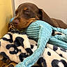 Baia a rejoint le concours — aidez-le/la à gagner de superbes lots ! animal, blanket, blue_toy, brown_dog, closeup, cozy, cute, dog, fur, indoor, leopard_print, napping, pet, plush_toy, puppy, resting, sleeping, snug, soft_texture, spotted_blanket