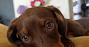 Baia a rejoint le concours — aidez-le/la à gagner de superbes lots ! animal, blurred_background, brown, close_up, cozy, cushion, cute, dachshund, dog, ears, eyes, face, furniture, home, indoor, lying_down, pet, portrait, puppy, resting