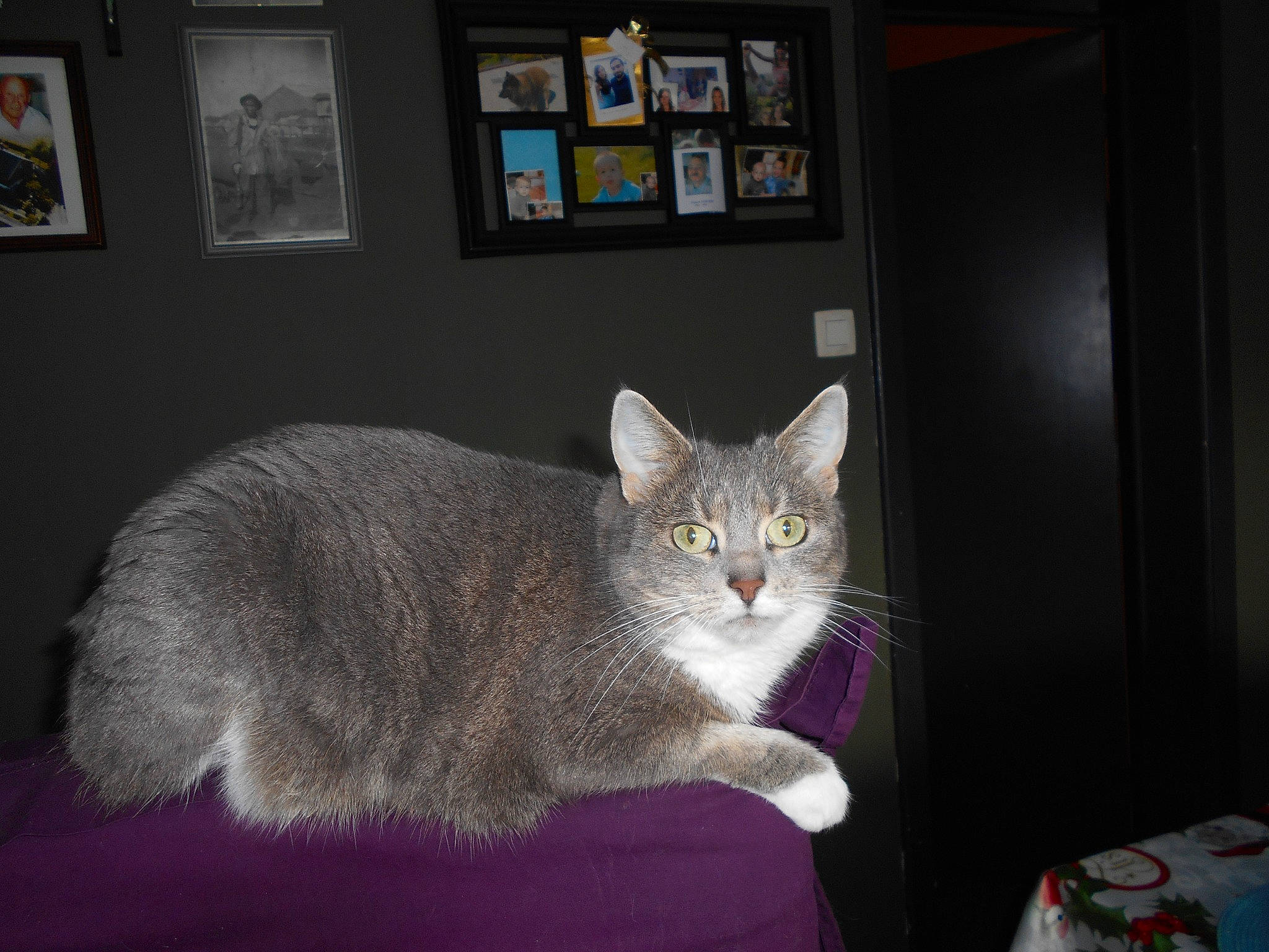 Fifille a rejoint le concours — aidez-le/la à gagner de superbes lots ! box, carnivore, cat, cat_furniture, cat_supply, chartreux, couch, domestic_short_haired_cat, felidae, fur, grey, picture_frame, room, shelf, small_to_medium_sized_cats, table, tail, whiskers, window, wood