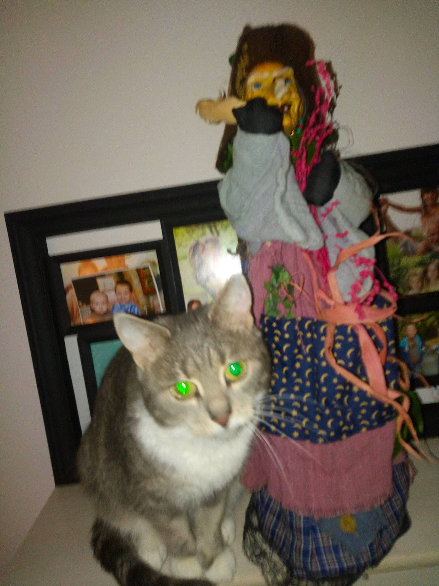 Fifille participe au concours pour gagner de l'argent avec cette photo : art, bag, box, carnivore, cat, domestic_short_haired_cat, event, fawn, felidae, fur, linens, paw, picture_frame, plush, room, small_to_medium_sized_cats, stuffed_toy, tail, toy, whiskers