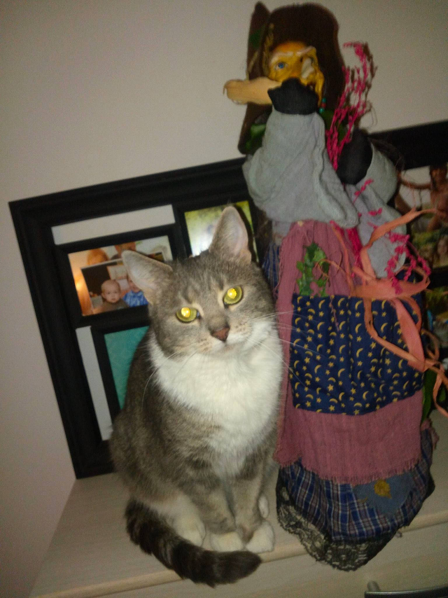 Fifille participe au concours pour gagner de l'argent avec cette photo : art, carnivore, cat, couch, doll, domestic_short_haired_cat, fawn, felidae, fur, linens, pattern, picture_frame, room, shelf, small_to_medium_sized_cats, stuffed_toy, tail, toy, whiskers, window