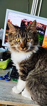 Bounty participe au concours pour gagner de l'argent avec cette photo : carnivore, cat, domestic_short_haired_cat, felidae, fur, paw, photo_caption, small_to_medium_sized_cats, snout, terrestrial_animal, whiskers, wildlife