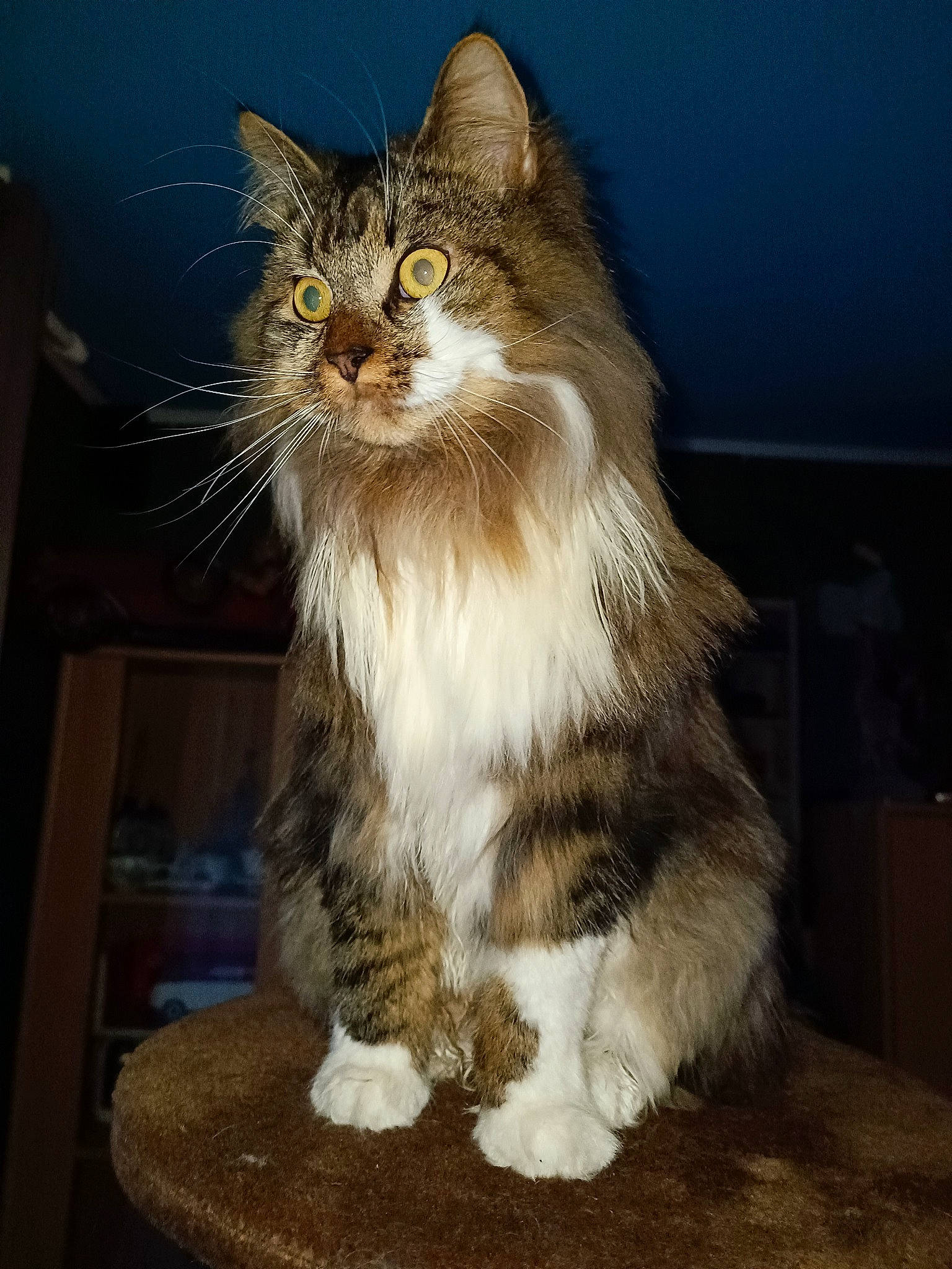 Bounty participe au concours pour gagner de l'argent avec cette photo : carnivore, cat, claw, darkness, domestic_short_haired_cat, felidae, fur, iris, paw, sitting, small_to_medium_sized_cats, snout, tail, terrestrial_animal, whiskers, window, wood