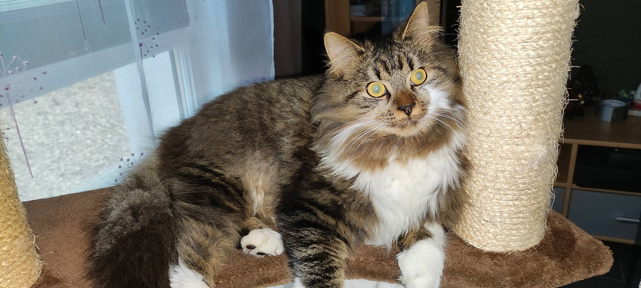 Bounty a rejoint le concours — aidez-le/la à gagner de superbes lots ! carnivore, cat, claw, domestic_short_haired_cat, felidae, fur, maine_coon, paw, small_to_medium_sized_cats, snout, tail, terrestrial_animal, whiskers, window