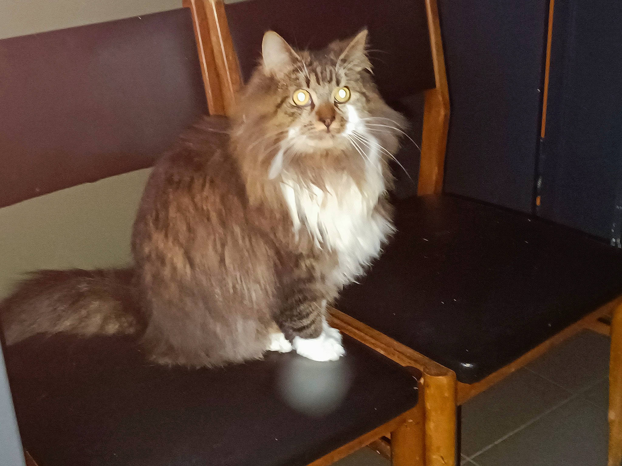 Bounty participe au concours pour gagner de l'argent avec cette photo : box, carnivore, cat, comfort, drawer, fawn, felidae, flooring, fur, hardwood, paw, small_to_medium_sized_cats, snout, table, tail, terrestrial_animal, whiskers, window, wood, wood_stain