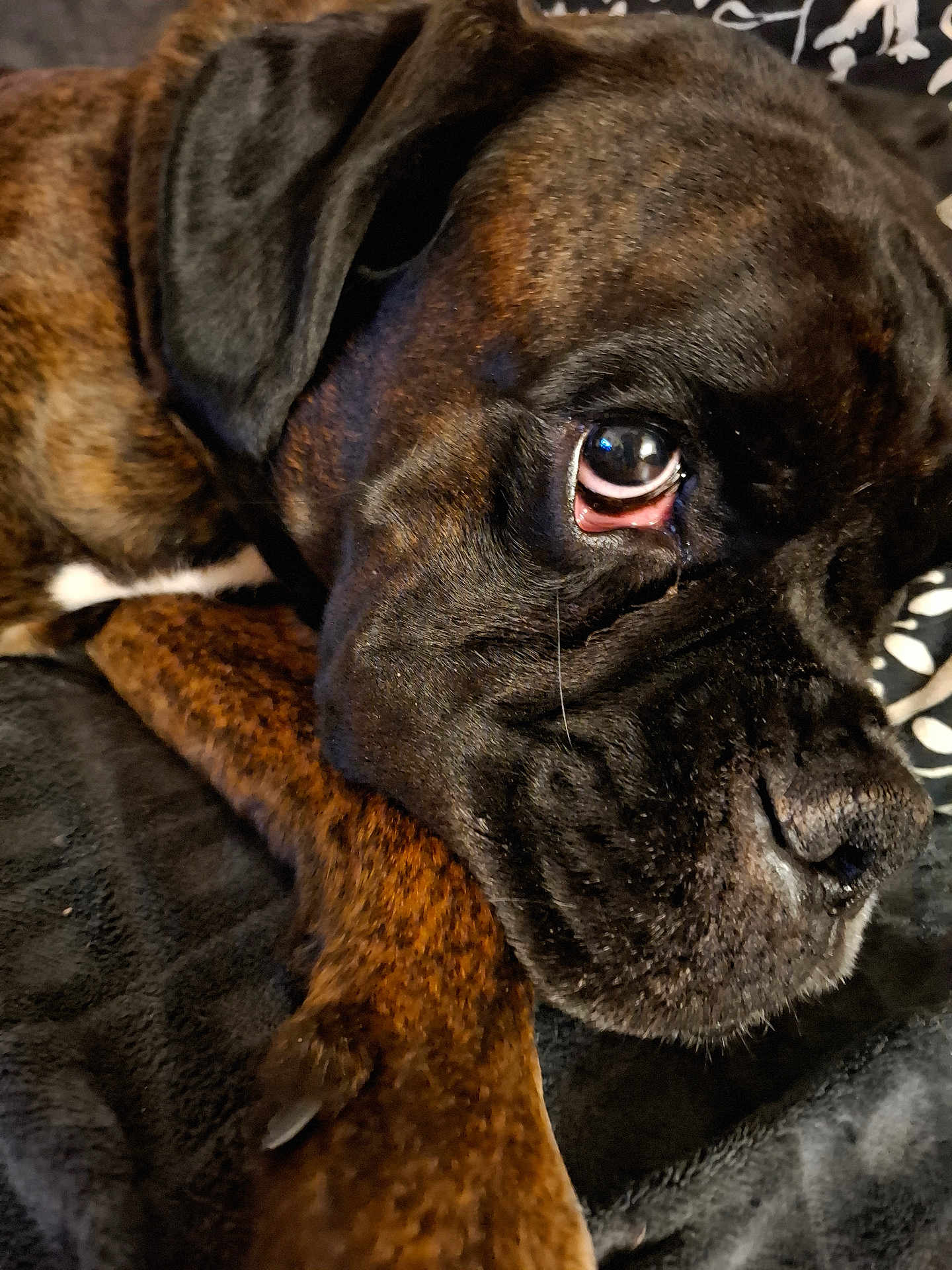 Tiger participe au concours pour gagner de l'argent avec cette photo : dog, brindle, close_up, resting, pet, animal, fur, paw, blanket, cozy, indoors, muzzle, face, canine, cute, sleepy, relaxed, companion, portrait, expression