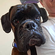 Tiger participe au concours pour gagner de l'argent avec cette photo : dog, close_up, black_dog, brown_dog, collar, pet, animal, face, person, white_shirt, indoor, portrait, canine, companion, looking, expression, head, fur, domestic_animal, human