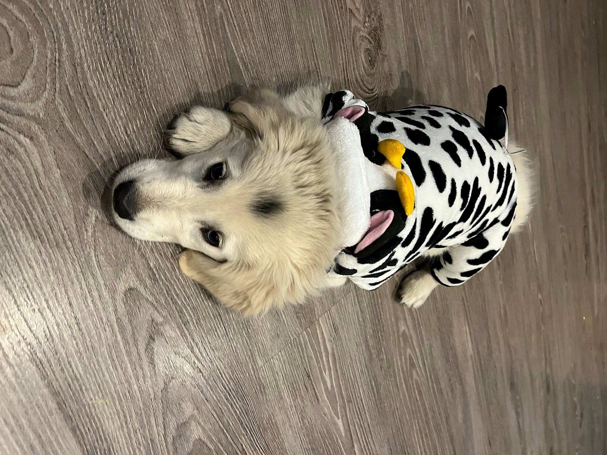 Lalou a rejoint le concours — aidez-le/la à gagner de superbes lots ! canidae, carnivore, companion_dog, dalmatian, dog, dog_breed, dog_clothes, dog_supply, fawn, flooring, fur, hardwood, paw, pet_supply, snout, sporting_group, toy_dog, wood, wood_flooring, working_animal