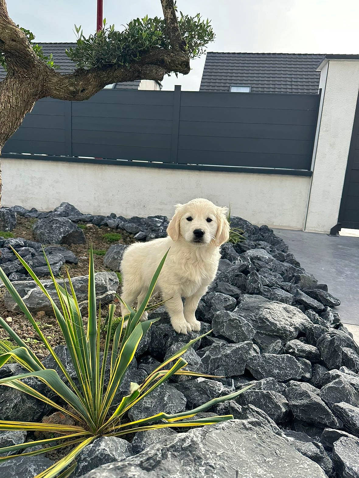 Lalou participe au concours pour gagner de l'argent avec cette photo : adventure, ancient_dog_breeds, carnivore, companion_dog, dog, dog_breed, fawn, grass, landscape, leash, livestock_guardian_dog, non_sporting_group, plant, rock, sidewalk, sitting, sky, sporting_group, tree, winter