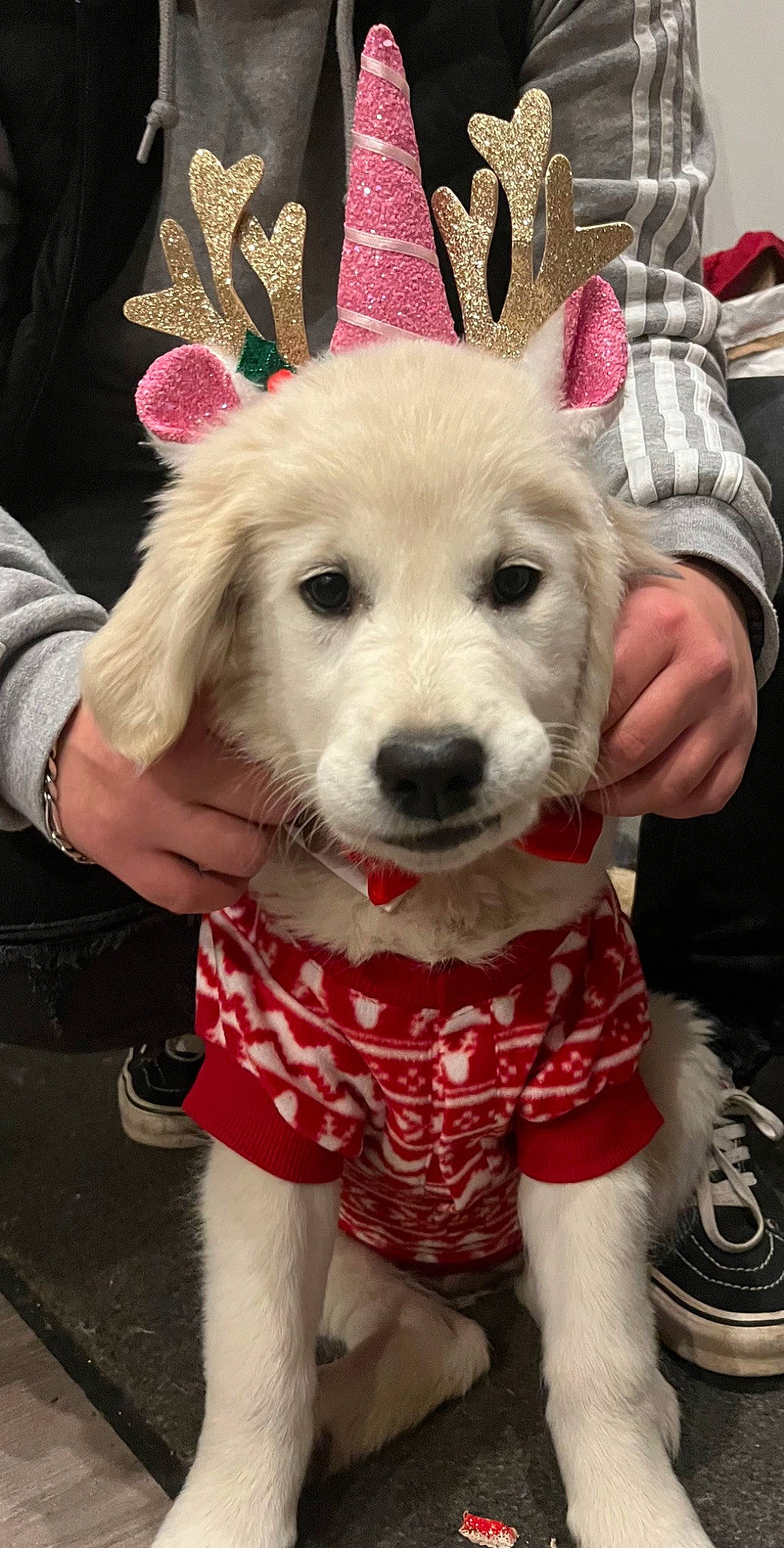 Lalou participe au concours pour gagner de l'argent avec cette photo : carnivore, companion_dog, dog, dog_breed, dog_clothes, dog_supply, ear, event, fashion_accessory, fawn, party_hat, pink, shoe, snout, sporting_group, t_shirt, textile, toy_dog, whiskers, white