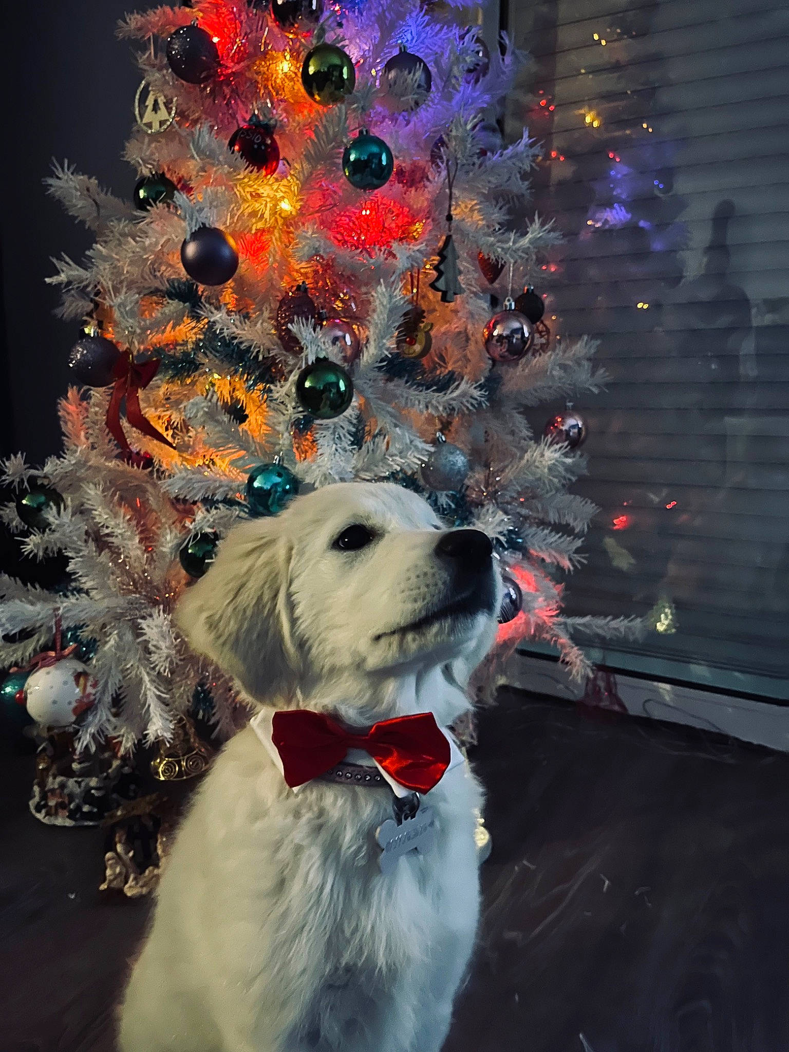 Lalou participe au concours pour gagner de l'argent avec cette photo : carnivore, christmas, christmas_decoration, christmas_ornament, christmas_tree, collar, companion_dog, dog, dog_breed, dog_collar, dog_supply, event, eyewear, holiday, holiday_ornament, light, ornament, snout, toy_dog, winter